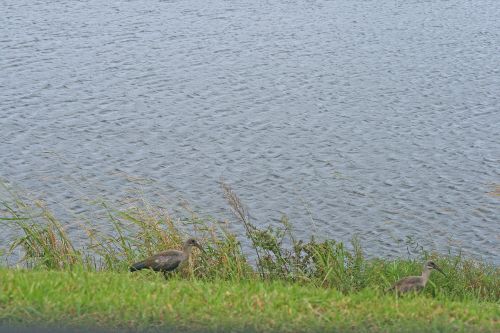 African Ibis At The Side Of Dam