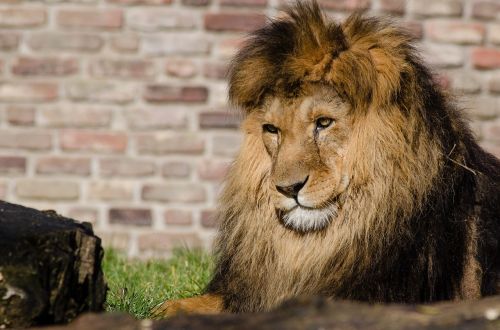 african lion feline big cat