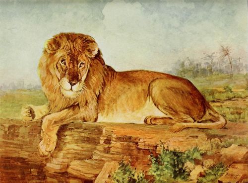 african lion male lion wildlife