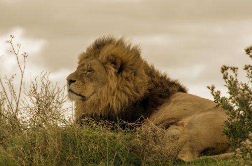 African Lion