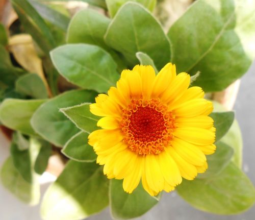 african marigold flower yellow