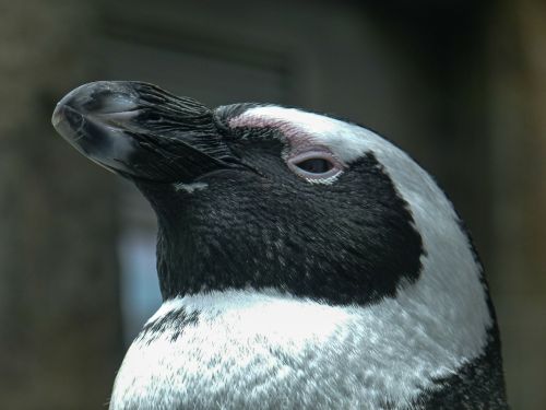 african penguin aves head