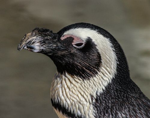 african penguin penguin spheniscus demersus