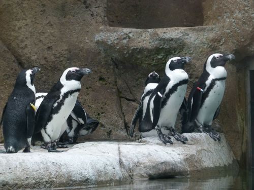 african penguin aves group