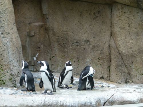 african penguin aves group