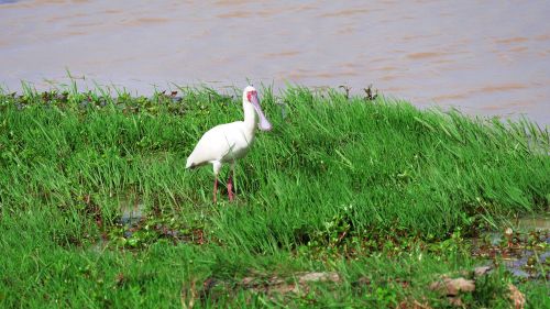 african spoonbill eastern shallow