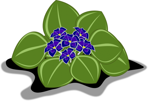 african violet clip art flor