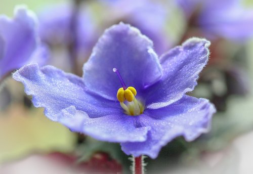 african violet  flower  violet