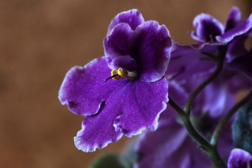 african violets flower macro