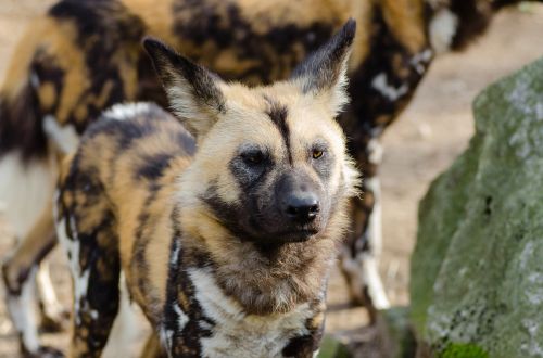 african wild dog animal close-up