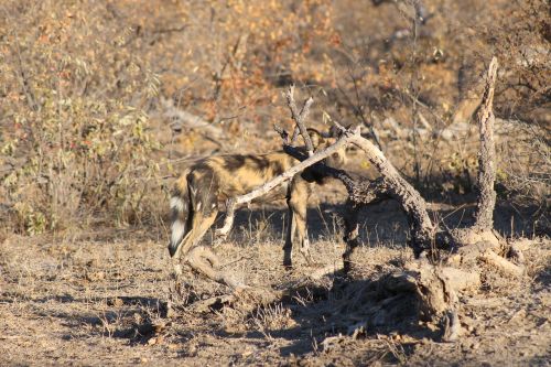 african wild dog kruger africa