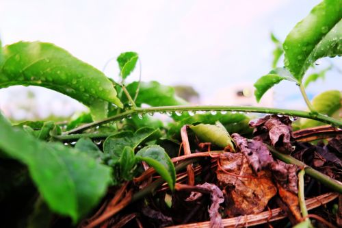 after rain water droplets landscape