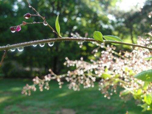 after rainfall weather nature