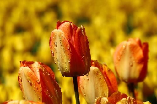after the rain both devices tulip red tulip yellow