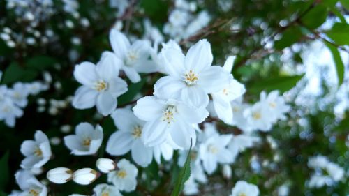 after white white flower summer