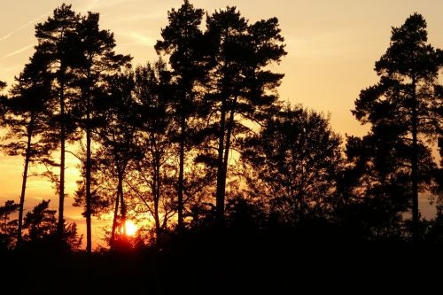 afterglow trees sky