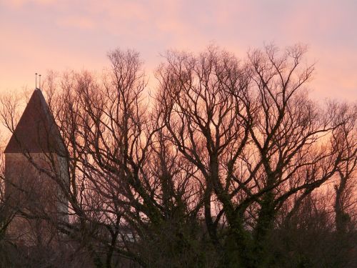 afterglow trees branches