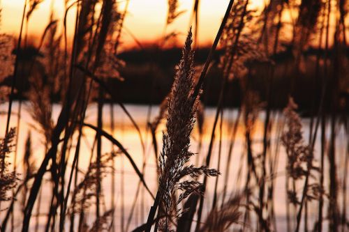 afterglow sunset reed