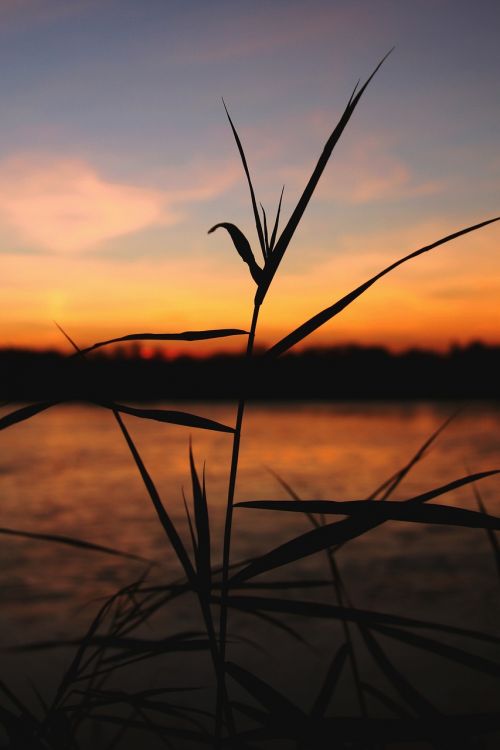 afterglow sunset reed