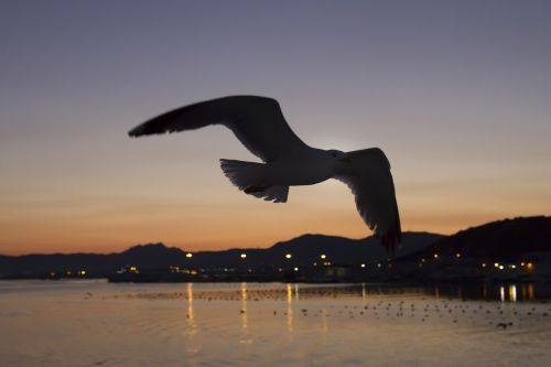 afterglow gulls contour