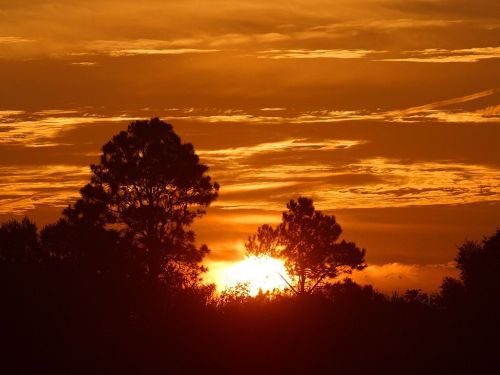 afterglow trees silhouettes