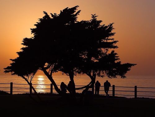 afterglow trees silhouettes