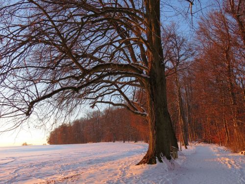 afterglow tree sunset