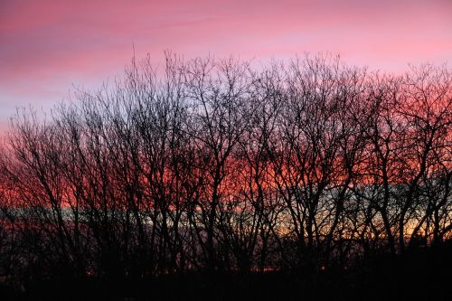 afterglow sky trees