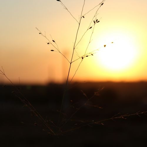 afternoon golden nature garden