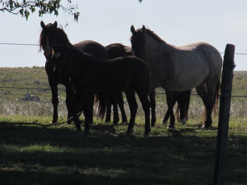 afternoon summer horses