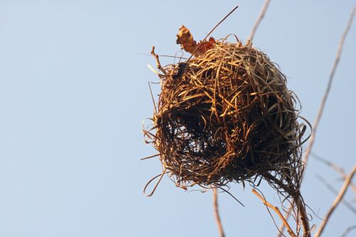 Afternoon Light On Weaver&#039;s Nest