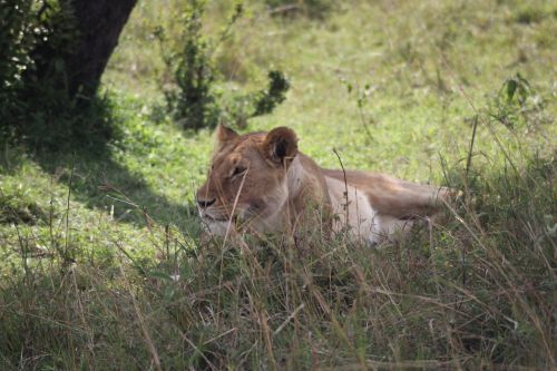 afternoon rest lioness siesta