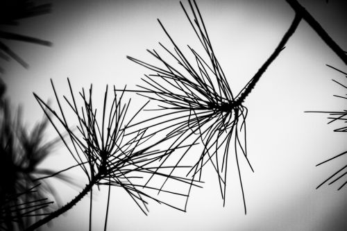 against day pine branches