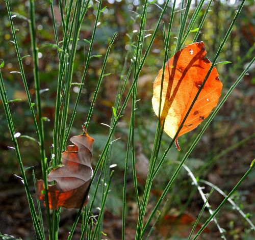 against day leaves nature