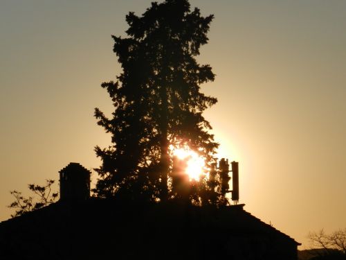 against the light sunset tree