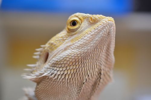 agama bearded lizard