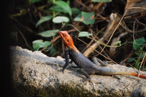 agama lizard reptile nature