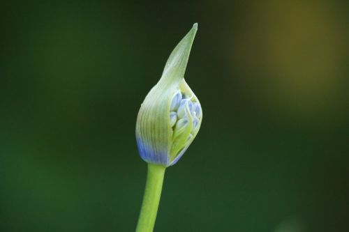 agapanthus inflorescence flora