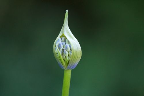 agapanthus inflorescence flora