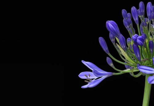 agapanthus agapanthus africanus blossom