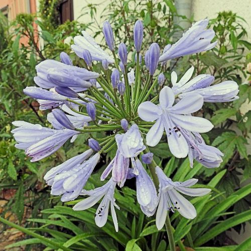 agapanthus raindrop blossom