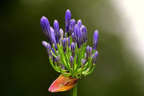 agapanthus flower wildflower