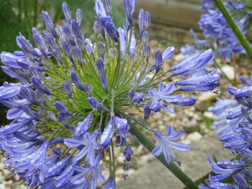 agapanthus flower bloom