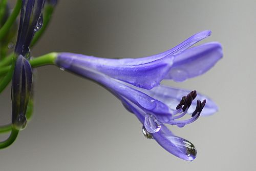 agapanthus purple flower floral