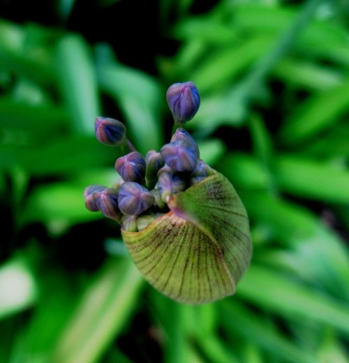 agapanthus flower florets