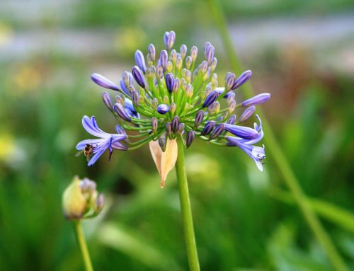 agapanthus flower bloom