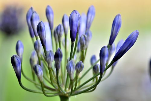 agapanthus flower blossom