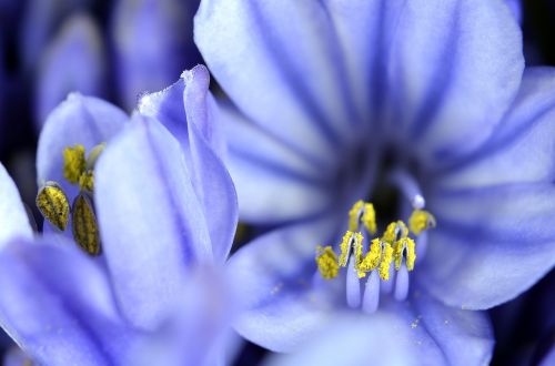 agapanthus flower bloom