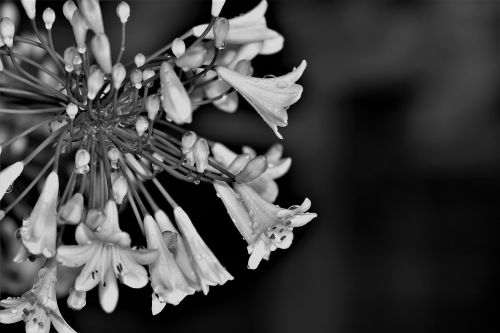 agapanthus black and white lily