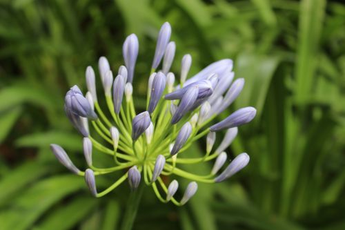 agapanthus blue flower